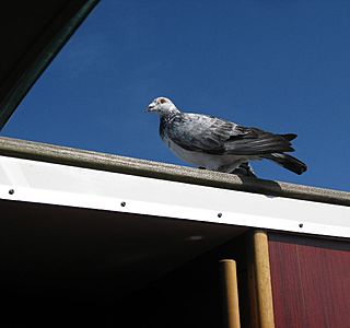 Animaux à bord ! ! !