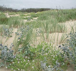 Paysages de bord de mer.