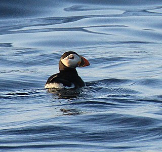 Oiseaux de mer : Mouettes, goélands, fous de Bassan, Albatros, etc...