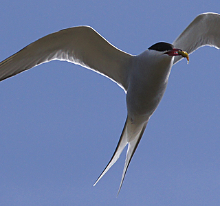 Oiseaux de mer : Mouettes, goélands, fous de Bassan, Albatros, etc...