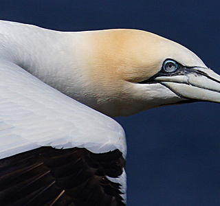 Oiseaux de mer : Mouettes, goélands, fous de Bassan, Albatros, etc...