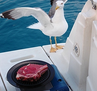 Les animaux de compagnie à bord