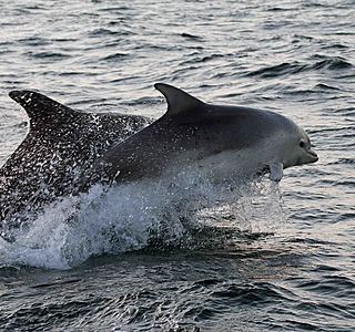 Faune marine croisée en navigation